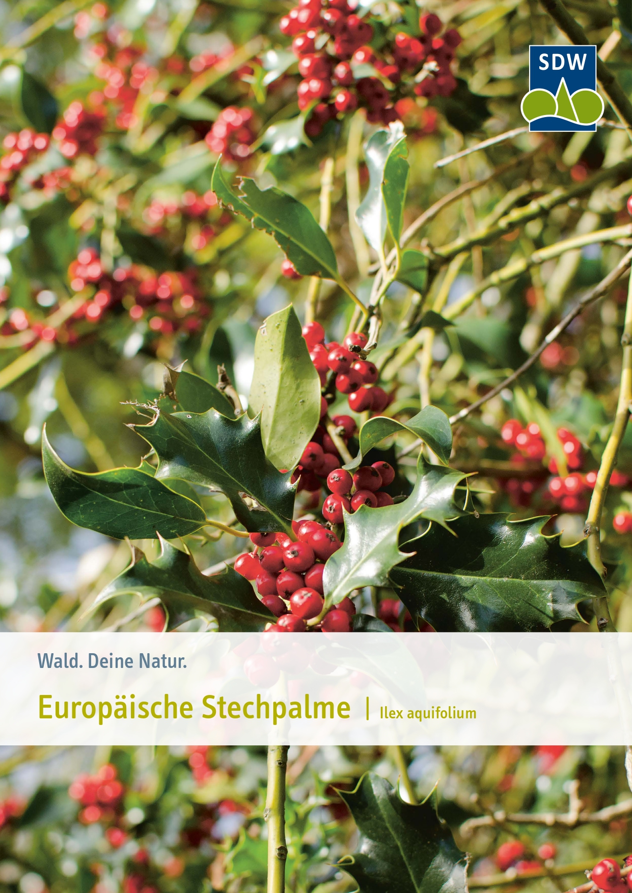 Die Europische Stechpalme | Bauminfobltter | Schutzgemeinschaft Deutscher  Wald - SDW