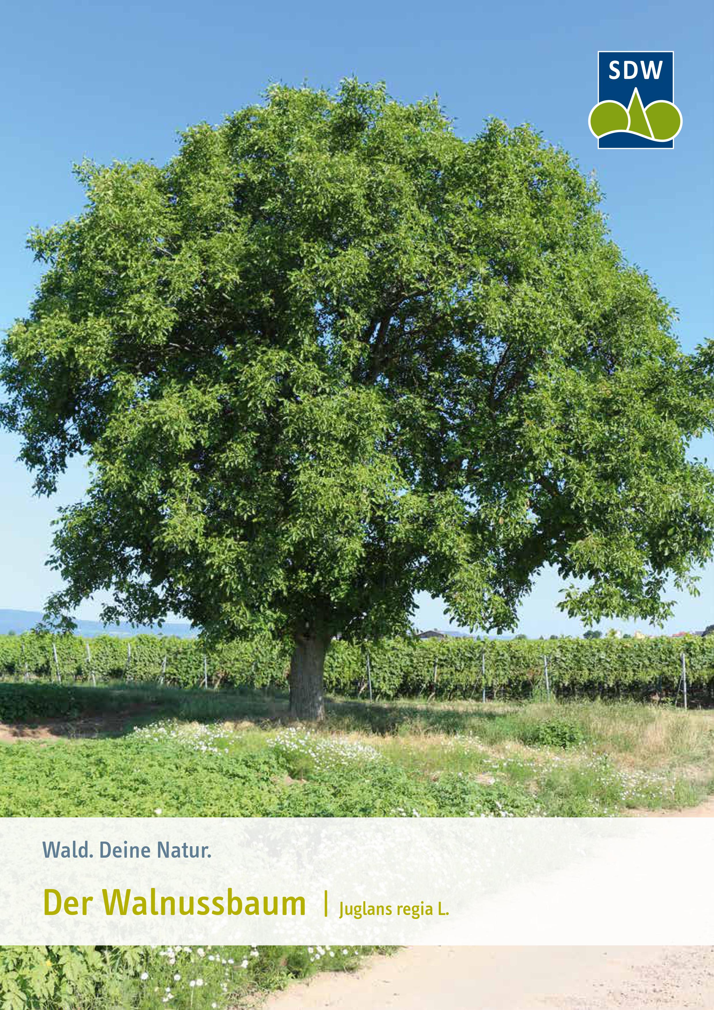 Robinie | Schutzgemeinschaft Deutscher Wald - SDW