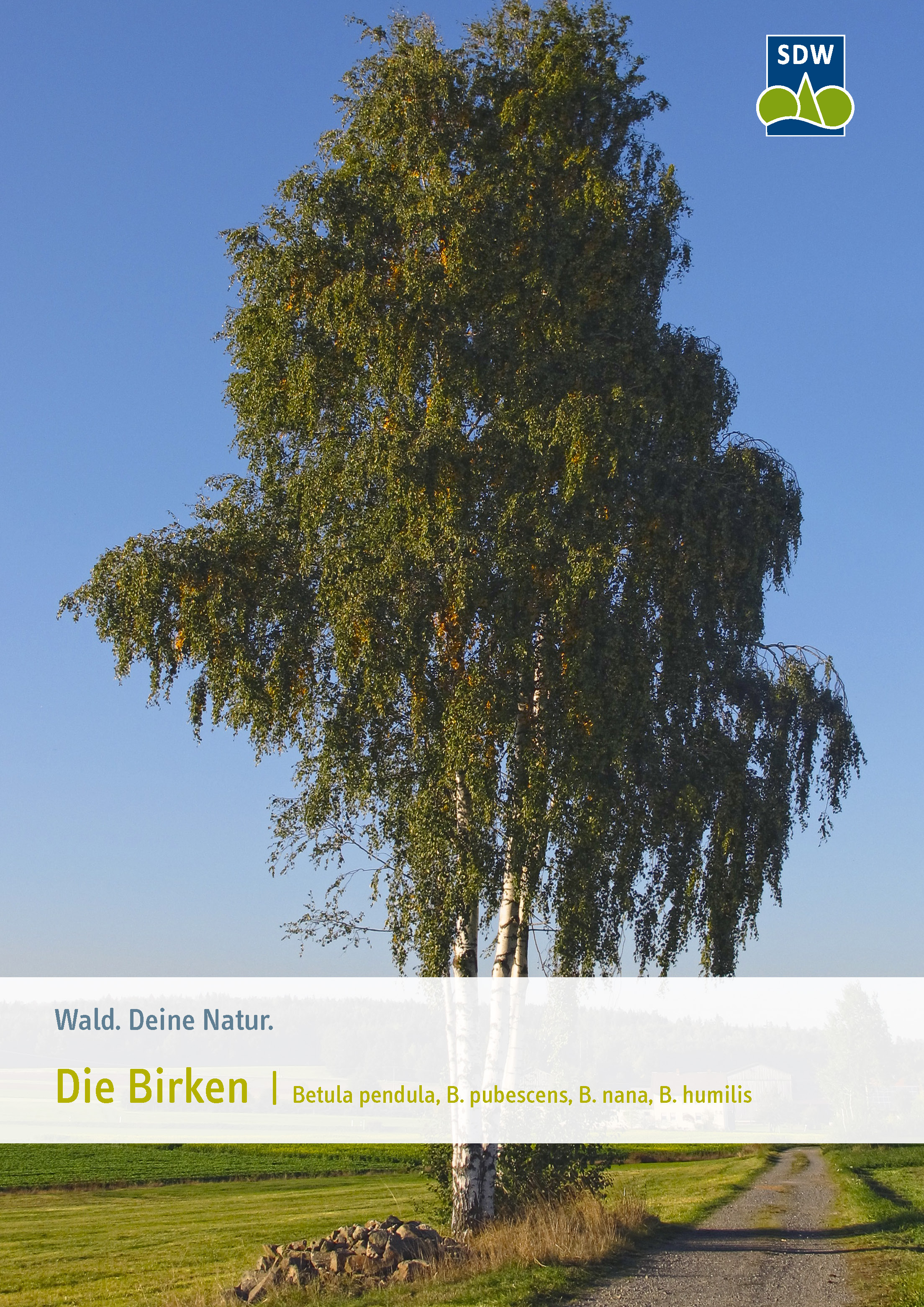 Birke | Schutzgemeinschaft Deutscher Wald - SDW