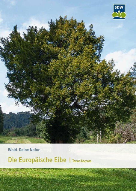 der gummibaum XXL Gummibaum Stamm kaufen – Green Me Up main image 1